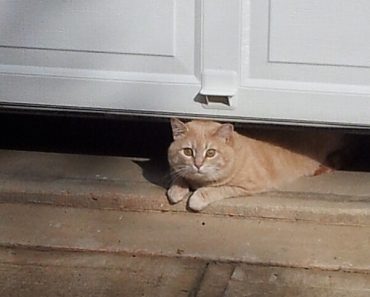 HOW TO KEEP CATS OUT OF GARAGE HOW TO KEEP CATS OUT OF GARAGE