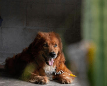 Ultimate Guide to Dog Room in Garage Ideas: Create a Pooch Paradise 🐾